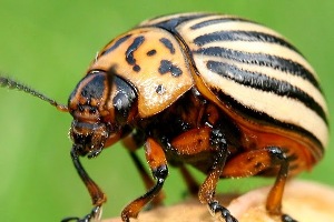 Колорадська стрічка -  знак звіра, - Архиєпископ Ігор (Ісіченко)